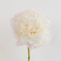 Creamy White Peony Bunch
