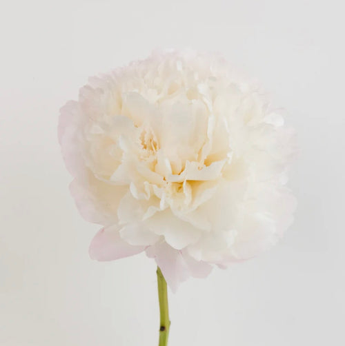 Creamy White Peony Bunch