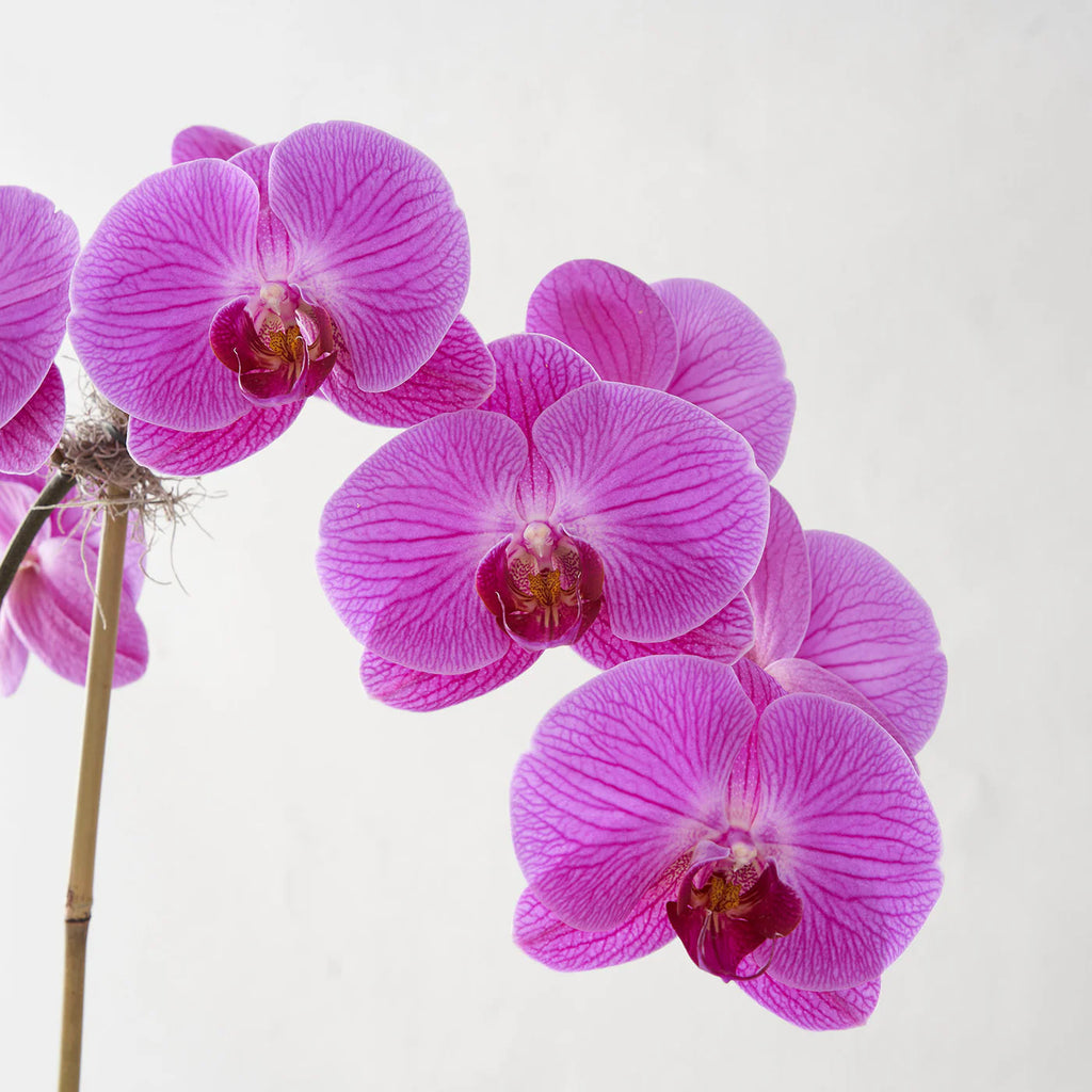 Single-stemmed Purple Phalaenopsis Orchid in White Pot