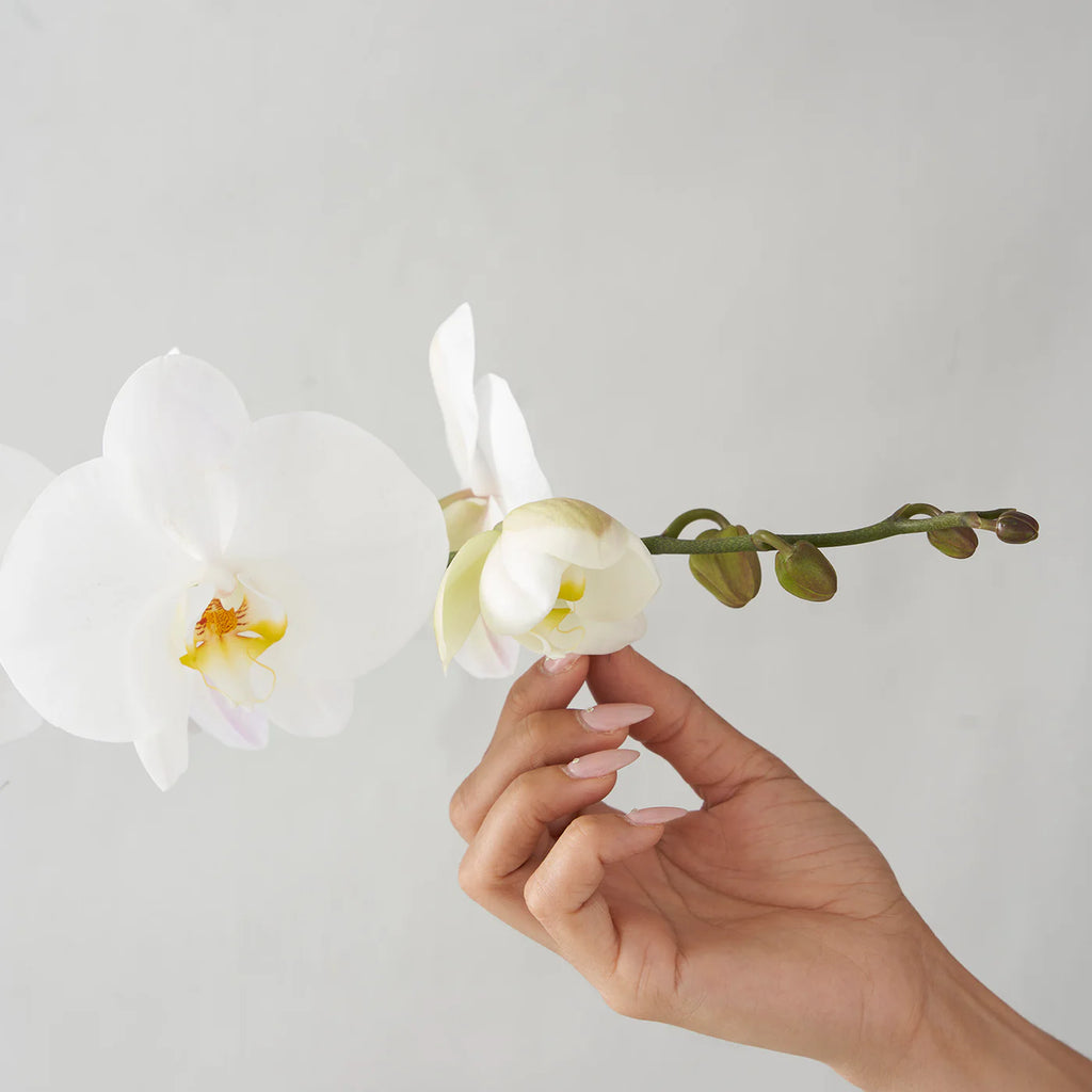 Single-stemmed White Phalaenopsis Orchid in Terracotta Pot