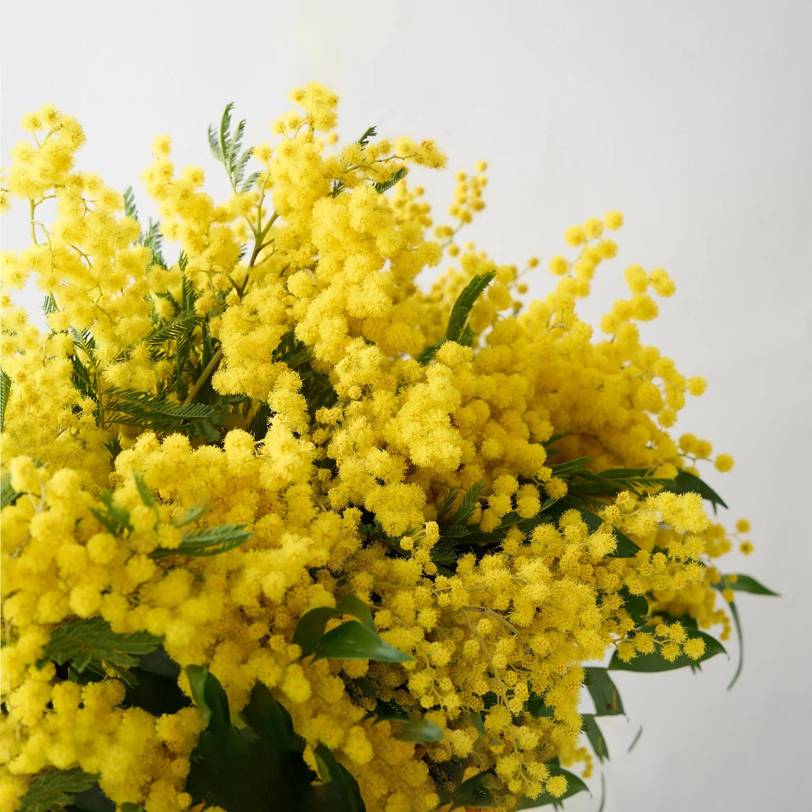 Large Mimosa Bunch