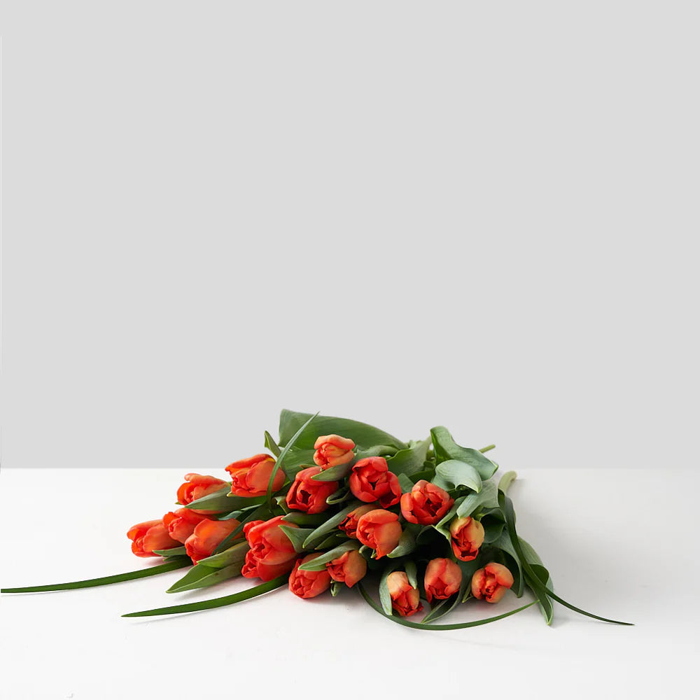 Orange Tulip Bunch (10 Stems)
