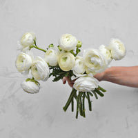 White Ranunculus (5 Stems)