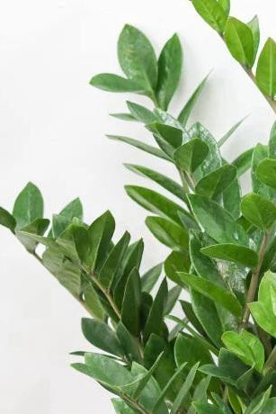 12” ZZ with Ceramic Pot