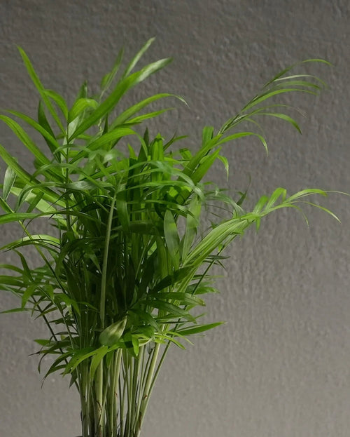 4” Bella Palm with Ceramic Pot