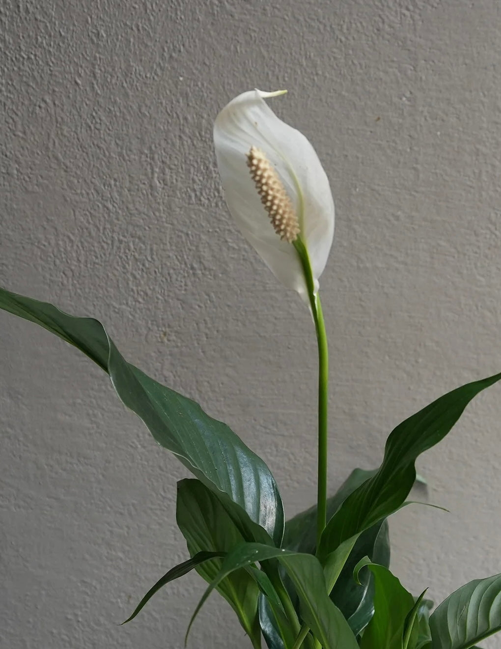 4” Peace Lily