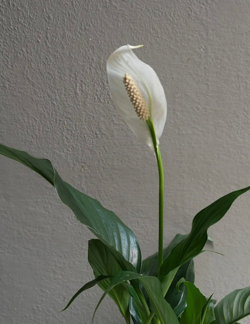 4” Peace Lily