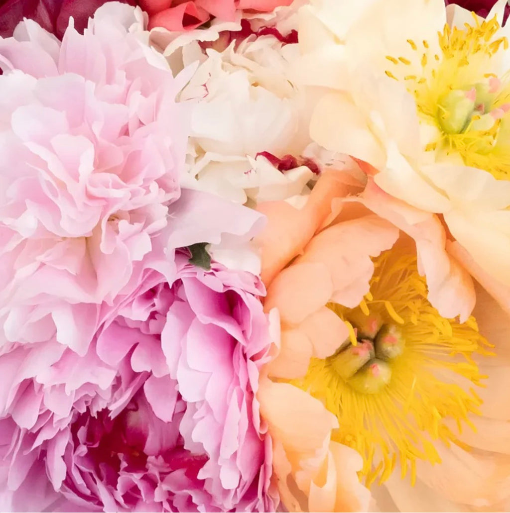 Mixed Coloured Peony Bunch