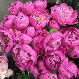 Peony Bunch (5 Stems)