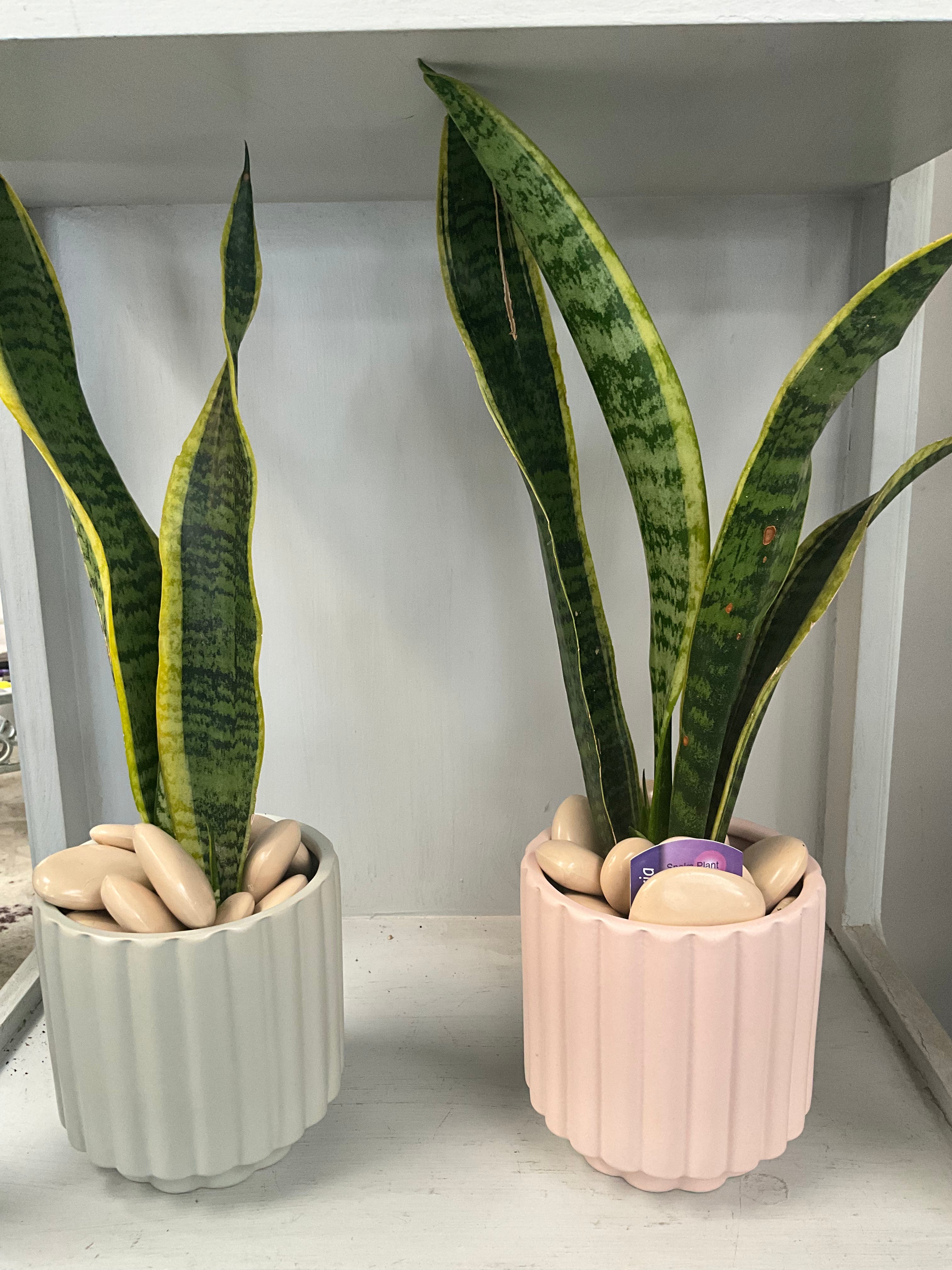 4” Yellow Snake Plant with Ceramic Pot