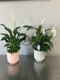 4” Peace Lily