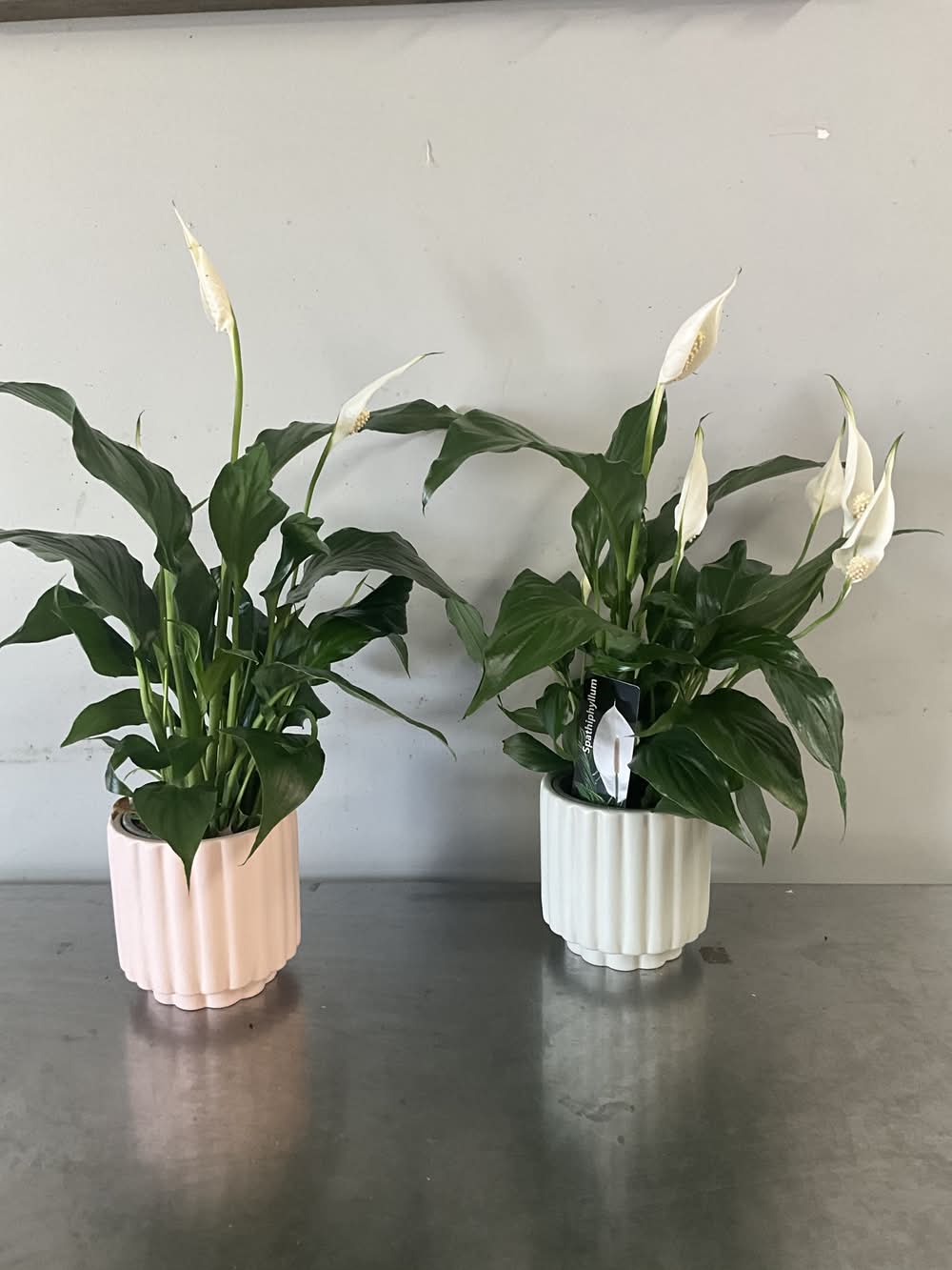 4” Peace Lily