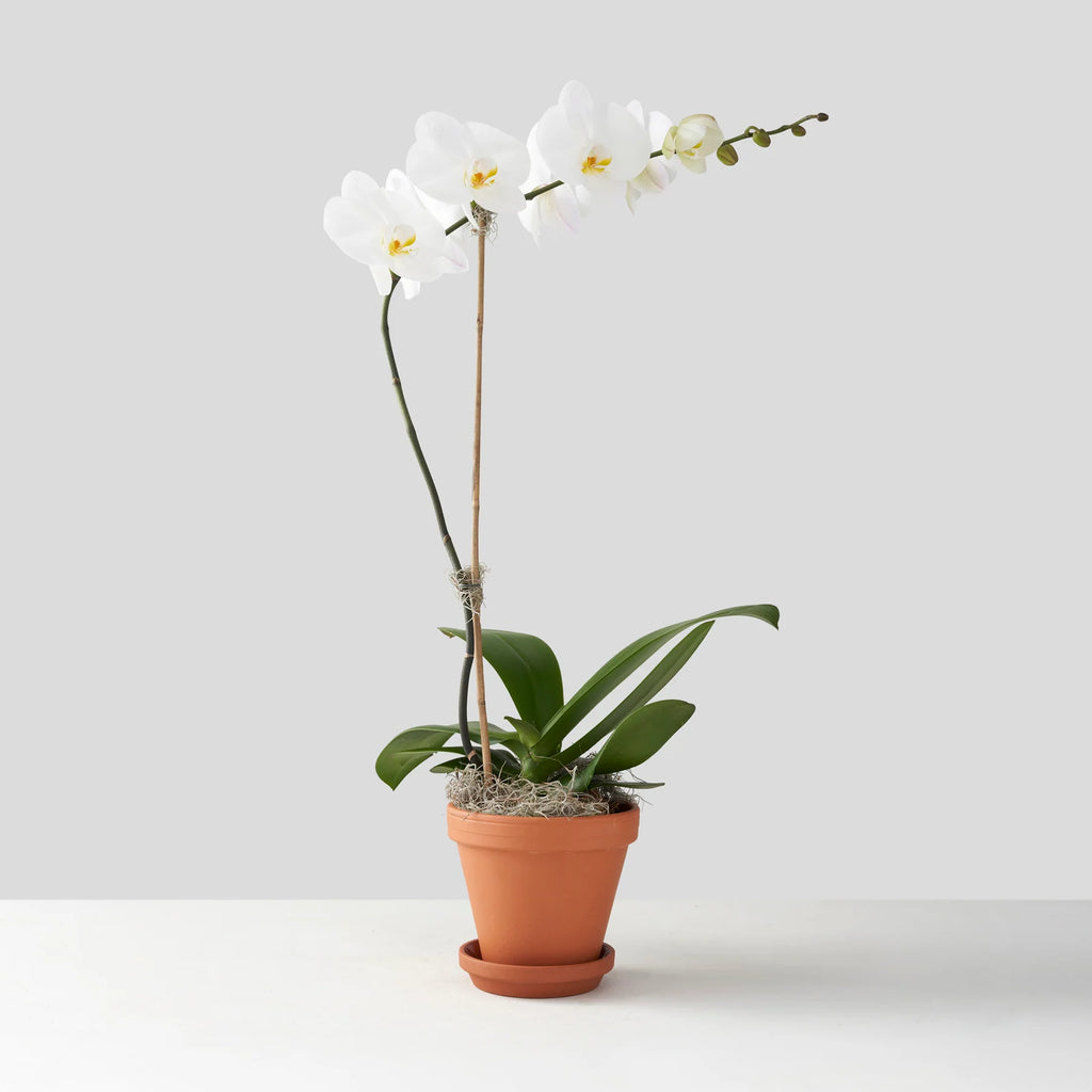 Single-stemmed White Phalaenopsis Orchid in Terracotta Pot