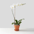Single-stemmed White Phalaenopsis Orchid in Terracotta Pot
