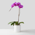 Single-stemmed Purple Phalaenopsis Orchid in White Pot