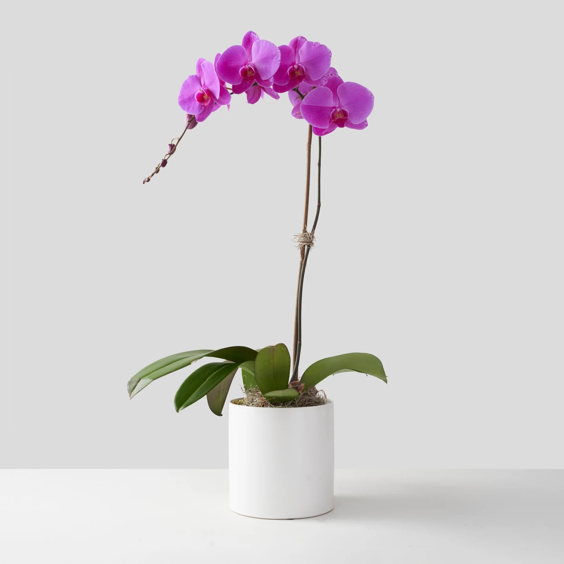 Single-stemmed Purple Phalaenopsis Orchid in White Pot