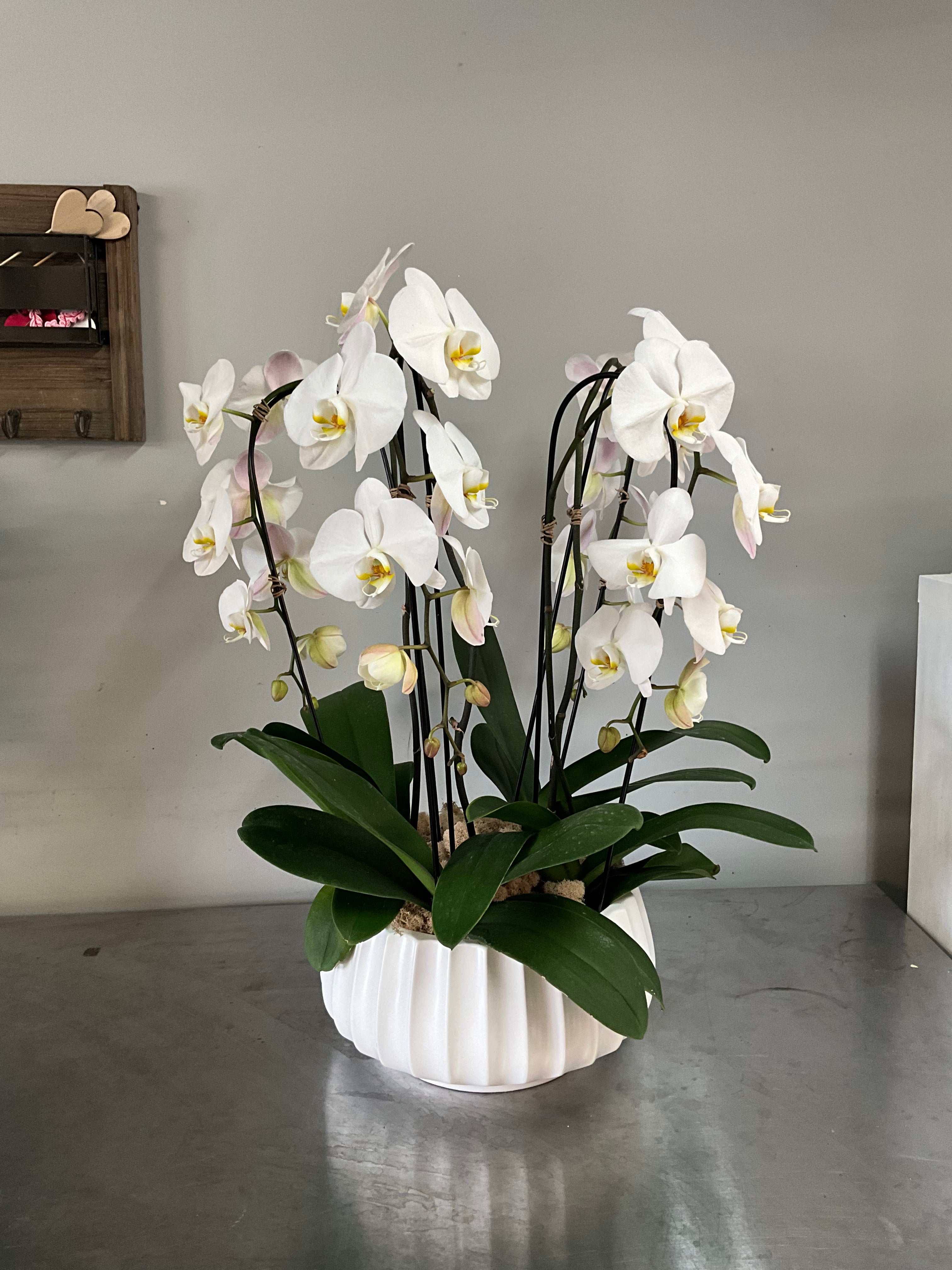 White Waterfall Phalaenopsis Orchid Garden