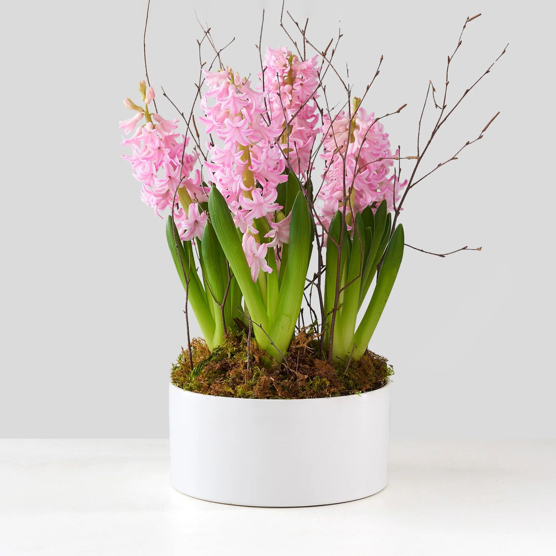 Pink Hyacinth Garden