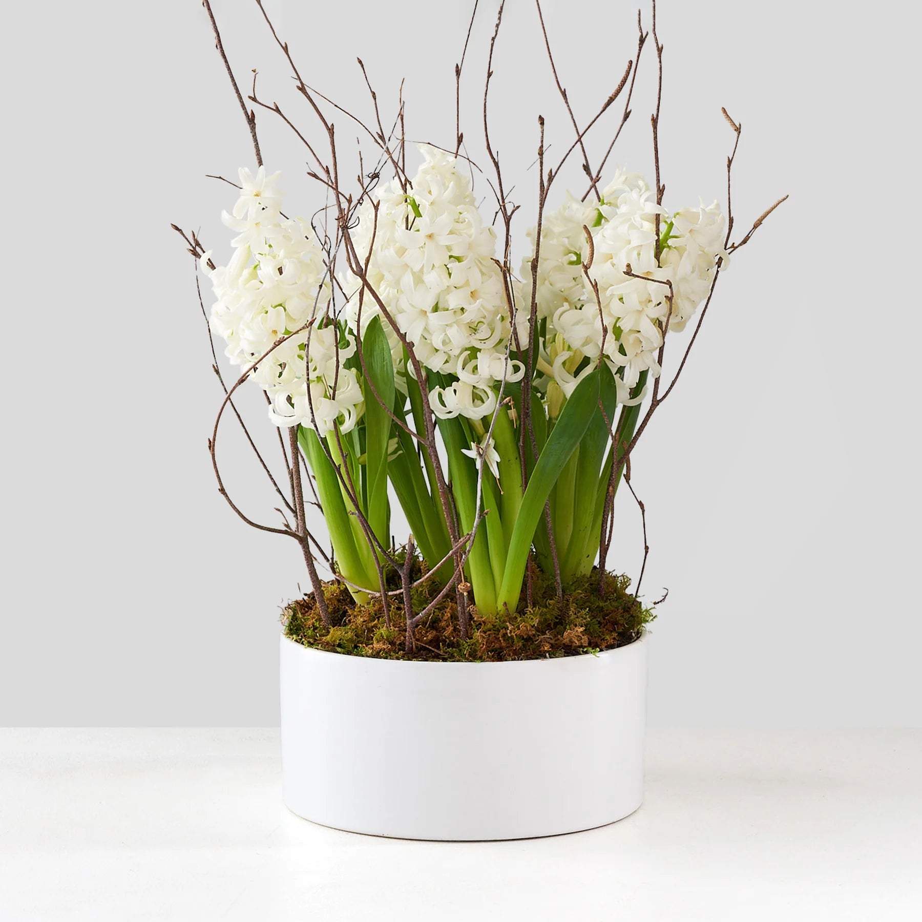 White Hyacinth Garden