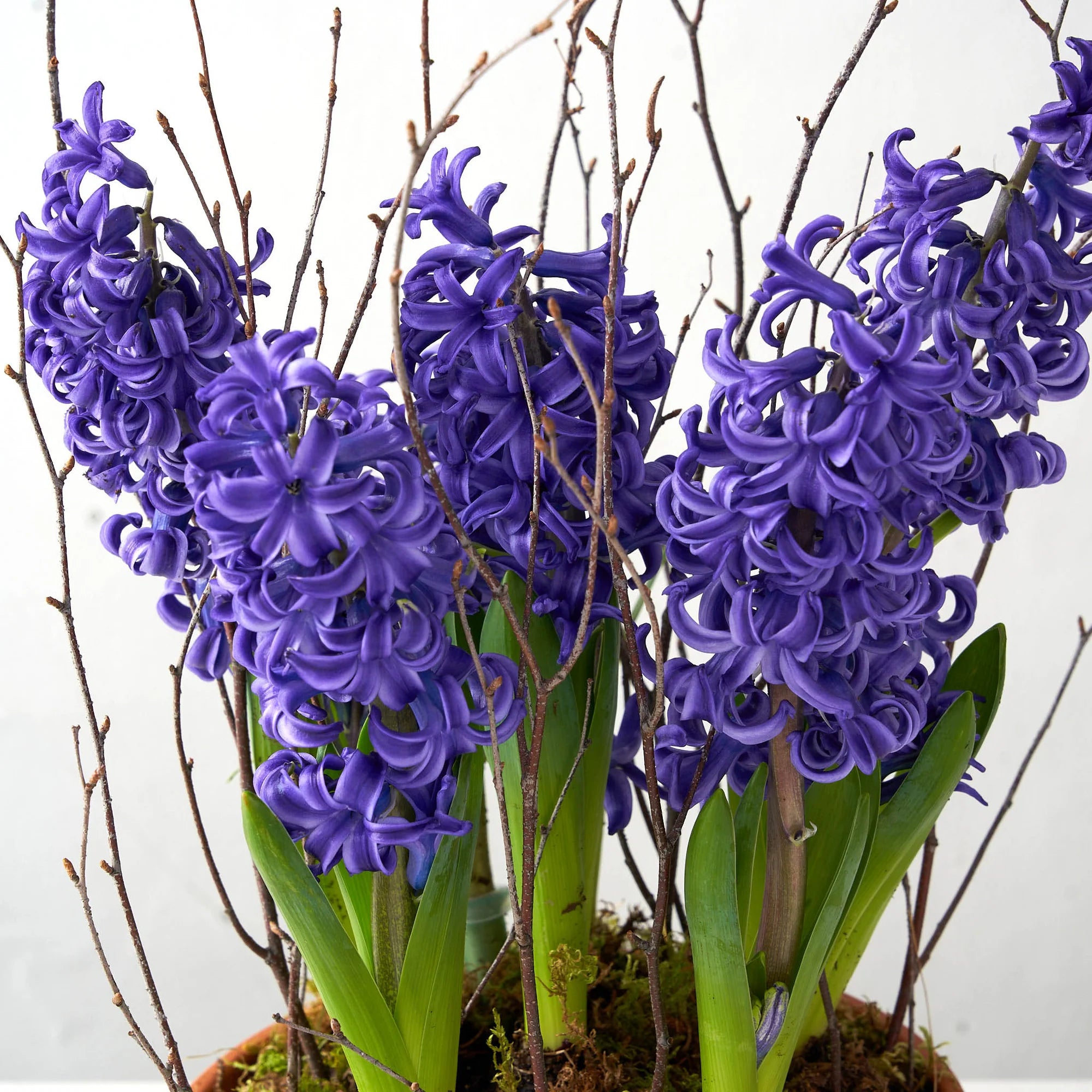 Blue Hyacinth Garden
