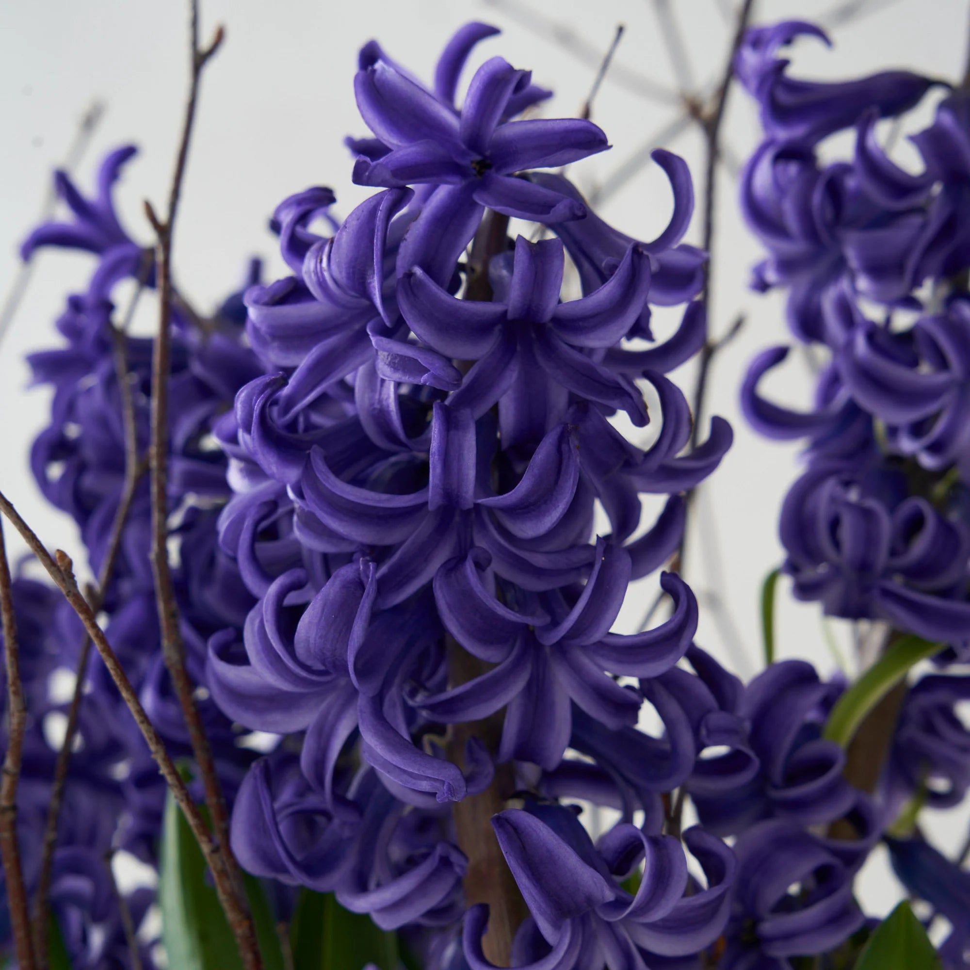 Blue Hyacinth Garden