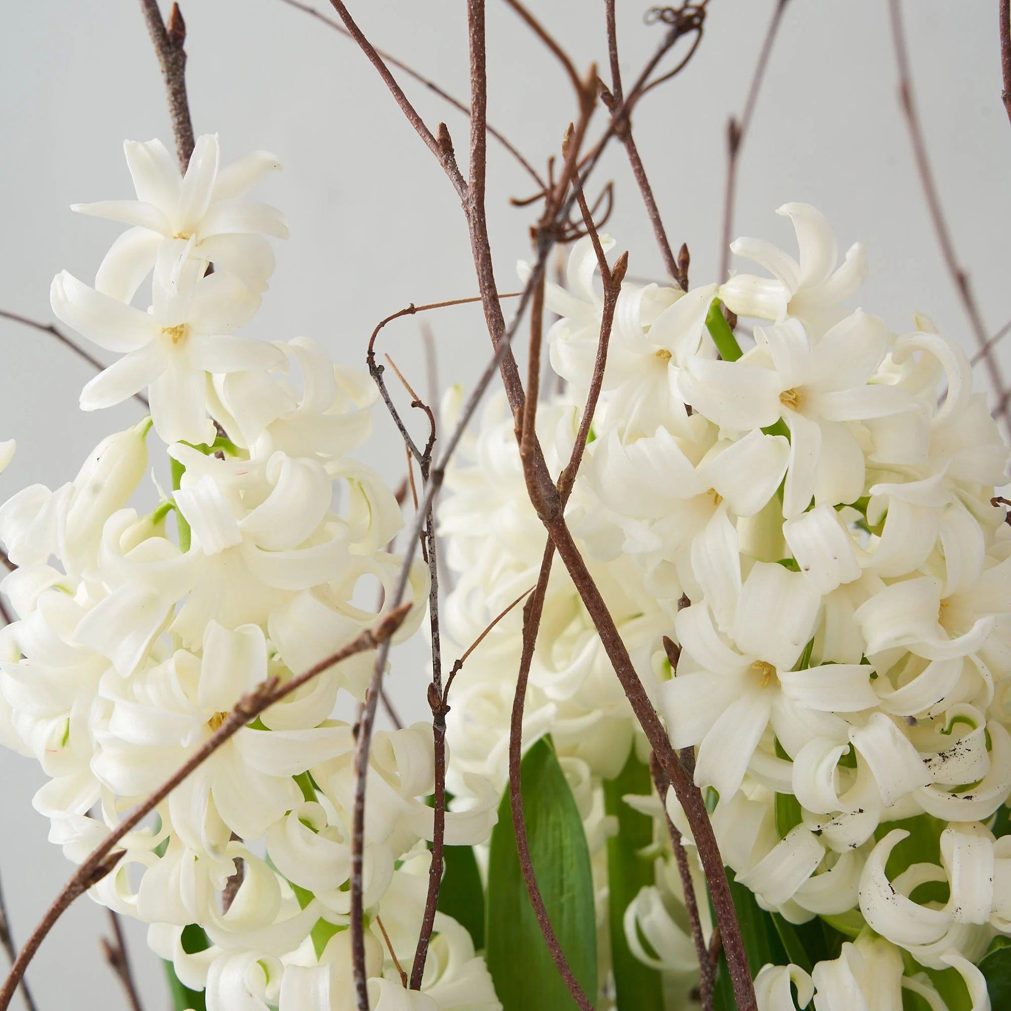 White Hyacinth Garden