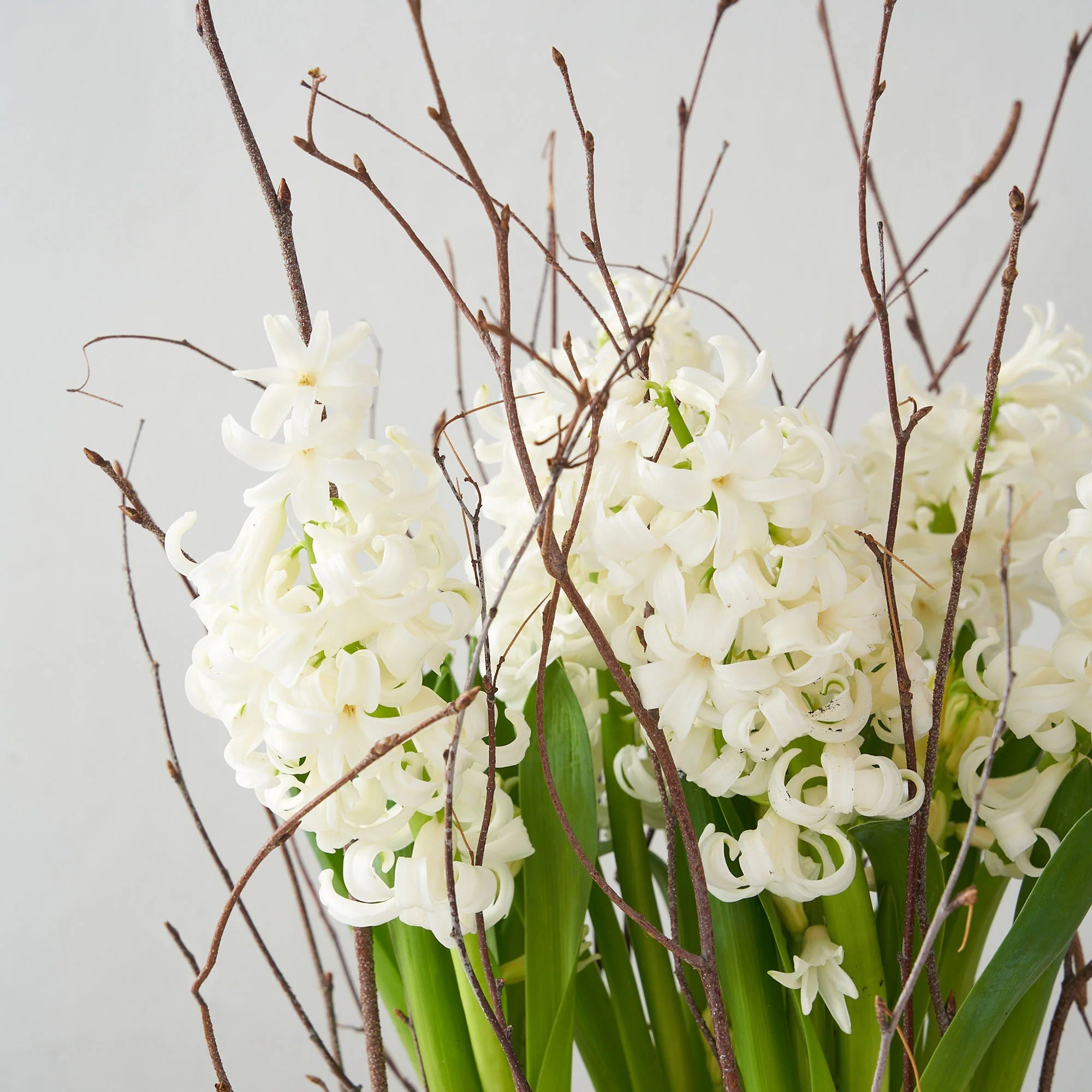 White Hyacinth Garden