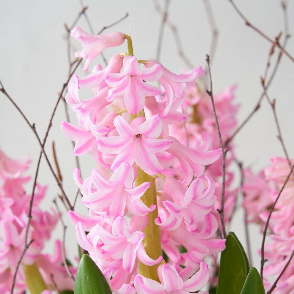 Pink Hyacinth Garden