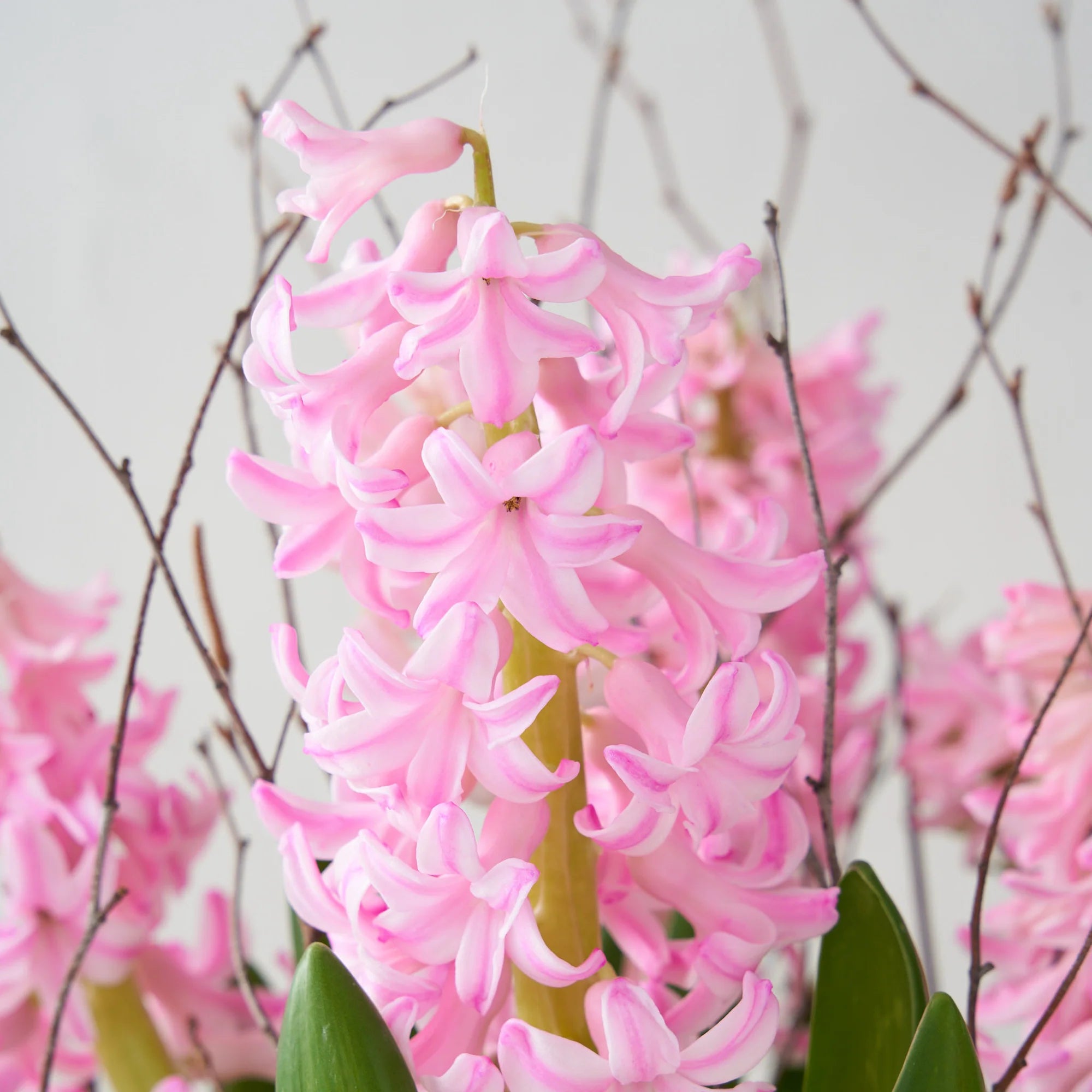 Pink Hyacinth Garden