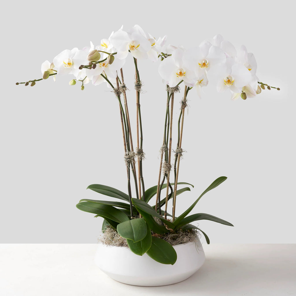 White Phalaenopsis Orchid Garden
