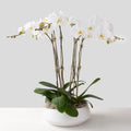 White Phalaenopsis Orchid Garden