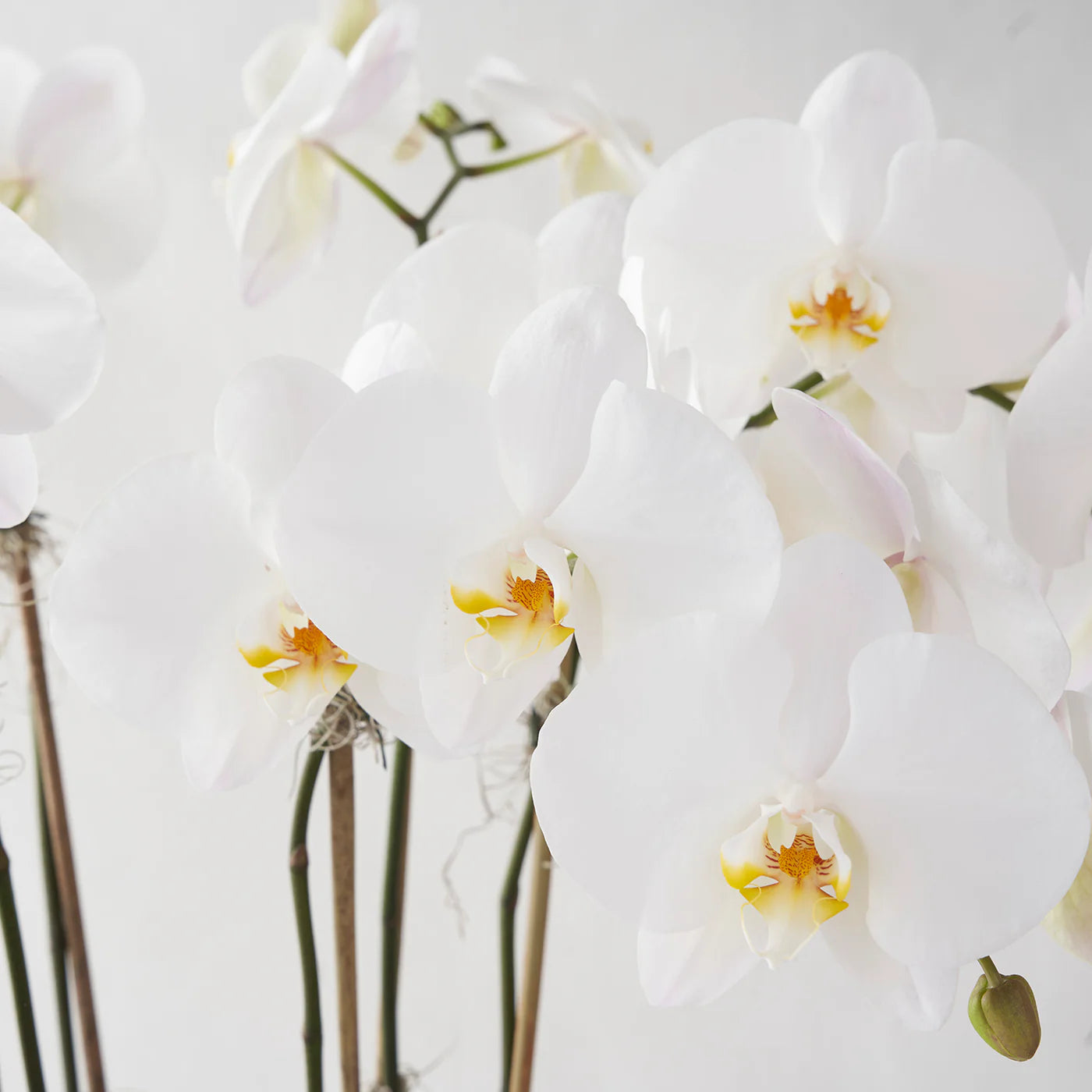 White Phalaenopsis Orchid Garden