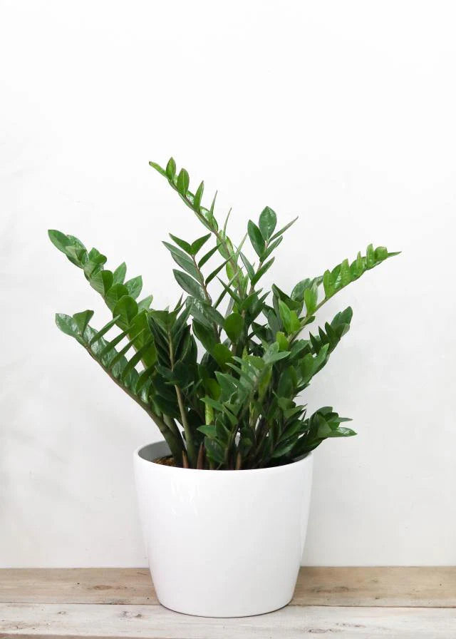 12” ZZ with Ceramic Pot