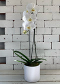 Single-Stemmed White Phalaenopsis Orchid in White Pot