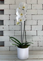 Single White Orchid