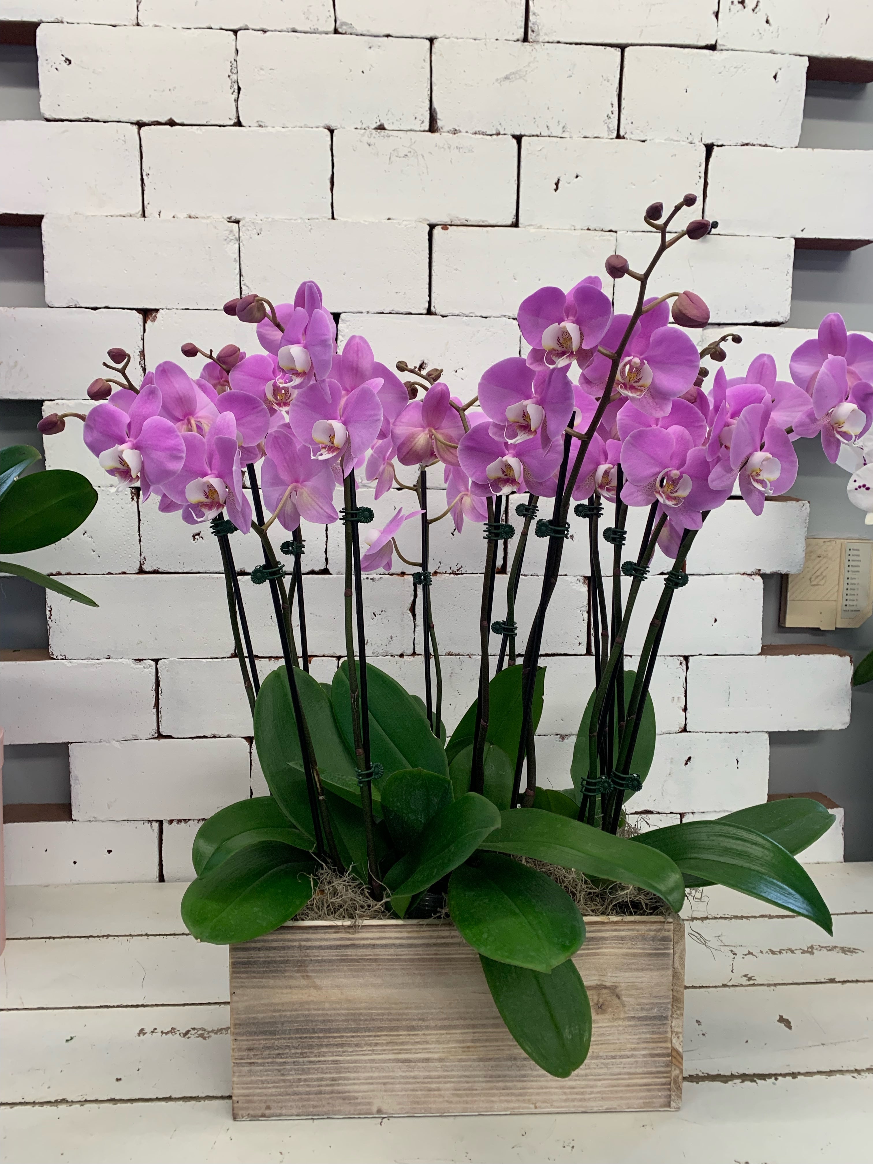 Purple Orchid Garden