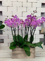 Purple Orchid Garden