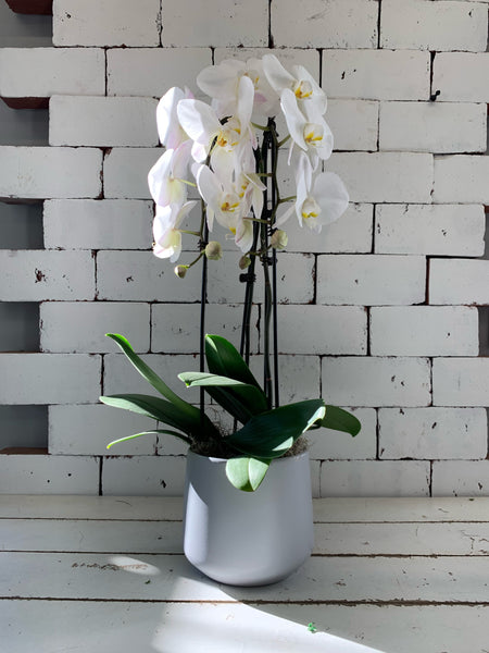 3-Stem White Orchid