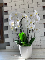 3-Stem White Waterfall Orchid